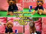 Orjinal Renk Safkan Red Brown Toy Poodle Ödüle Aday