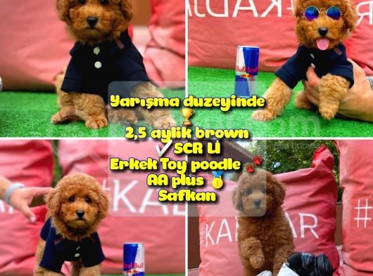 Orjinal Renk Safkan Red Brown Toy Poodle Ödüle Aday