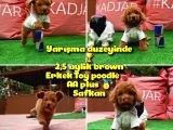 Orjinal Renk Safkan Red Brown Toy Poodle Ödüle Aday