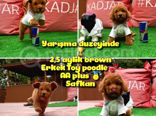 Orjinal Renk Safkan Red Brown Toy Poodle Ödüle Aday