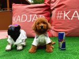 Orjinal Renk Safkan Red Brown Toy Poodle Ödüle Aday