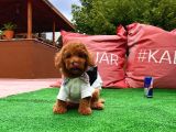 Orjinal Renk Safkan Red Brown Toy Poodle Ödüle Aday