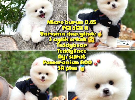 Fci Scr Li̇ 0,75 Mikro Küt Burun Ödül Adayı Safkan Boo Pomeranian