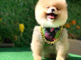 Pomeranian Boo Yavrularımız