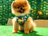 Pomeranian Boo Yavrularımız