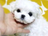 Orji̇nal Maltese Yavrularimiz Gelmi̇şti̇r