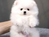 Teddy Bear Pomerani̇an Boo