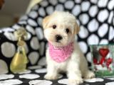 Tatli Tadinda Malti̇poo Yavrulari