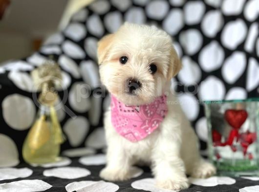 Tatli Tadinda Malti̇poo Yavrulari görsel