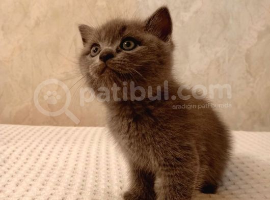 Bi̇rbi̇ri̇nden Sevi̇mli̇ Şi̇ri̇nler