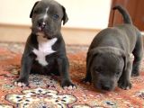 Abkc Scrli Bully Xl (Heryere Gönderim Var)