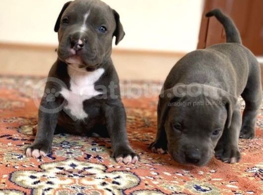 Abkc Scrli Bully Xl (Heryere Gönderim Var)