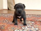 Abkc Scrli Bully Xl (Heryere Gönderim Var)