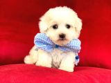 Tatli Tadinda Malti̇poo Yavrulari