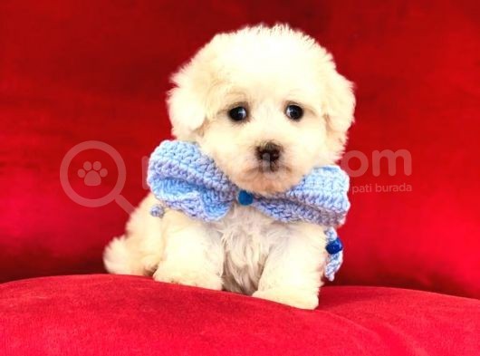 Tatli Tadinda Malti̇poo Yavrulari görsel
