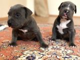 Abkc Scrli Bully Xl (Heryere Gönderim Var)