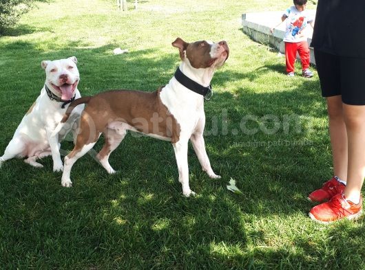 Sahibinden A Kalite Albino Pitbul Yavrulari görsel