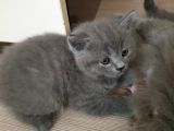 Minnak Kedim