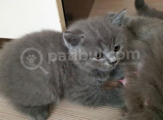 Minnak Kedim görsel