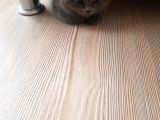Minnak Kedim