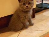 Minnak Kedim