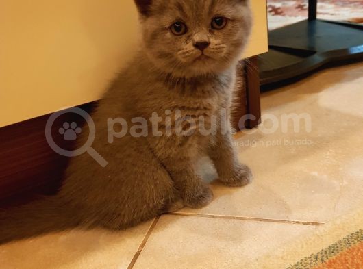 Minnak Kedim görsel