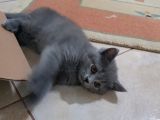 Minnak Kedim