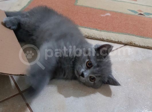 Minnak Kedim görsel