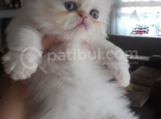 2Aylik Iran Erkek