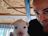 Sahibinden a Kalite Albino Pitbul Yavrulari