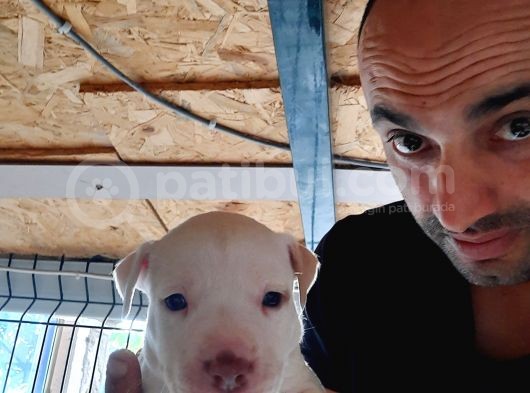 Sahibinden A Kalite Albino Pitbul Yavrulari