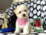 Tatli Tadinda Malti̇poo Yavrulari
