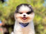 Safkan Pomerani̇an Boo Yavrularimiz