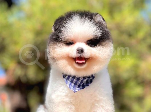 Safkan Pomerani̇an Boo Yavrularimiz görsel