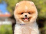 Safkan Pomerani̇an Boo Yavrularimiz