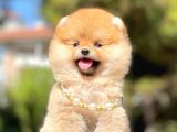 Safkan Pomerani̇an Boo Yavrularimiz
