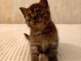 Bi̇rbi̇ri̇nden Sevi̇mli̇ Şi̇ri̇nler