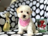 Tatli Tadinda Malti̇poo Yavrulari