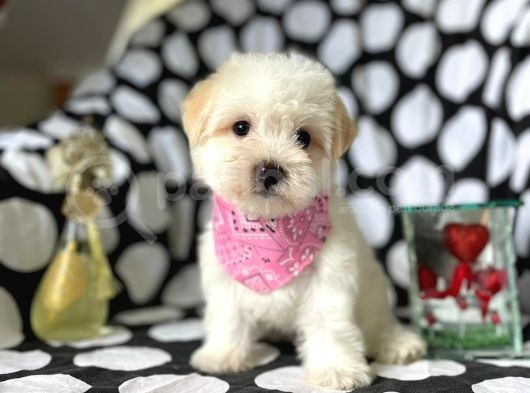 Tatli Tadinda Malti̇poo Yavrulari görsel