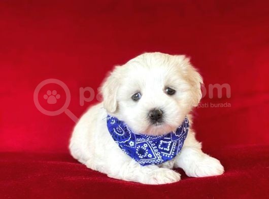 Tatli Tadinda Malti̇poo Yavrulari görsel