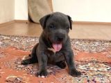 Abkc Scrli Bully Xl (Heryere Gönderim Var)