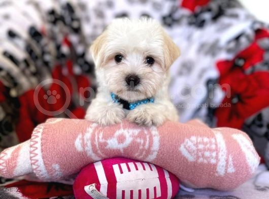Tatli Tadinda Malti̇poo Yavrulari görsel