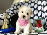 Tatli Tadinda Malti̇poo Yavrulari