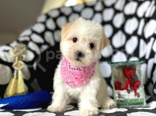 Tatli Tadinda Malti̇poo Yavrulari