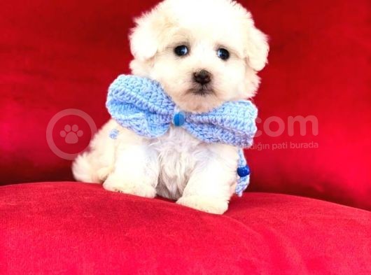 Tatli Tadinda Malti̇poo Yavrulari görsel
