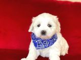 Tatli Tadinda Malti̇poo Yavrulari