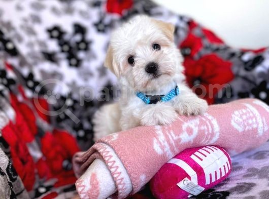 Tatli Tadinda Malti̇poo Yavrulari görsel