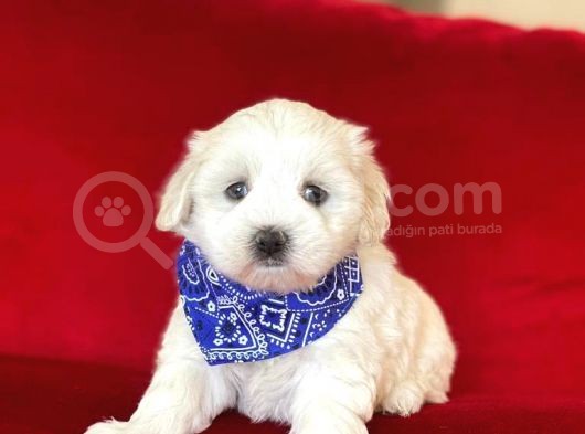 Tatli Tadinda Malti̇poo Yavrulari görsel