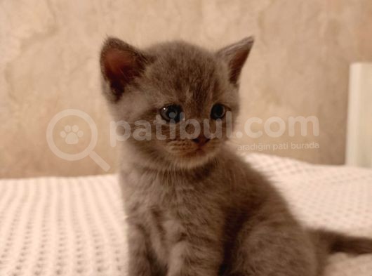 Bi̇rbi̇ri̇nden Sevi̇mli̇ Şi̇ri̇nler görsel