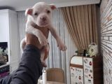 Sahibinden A Kalite Albino Pitbul Yavrulari